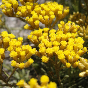 Helichrysum Italicum