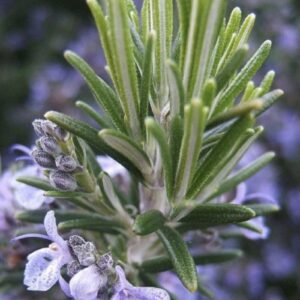 Rosmarino Officinalis